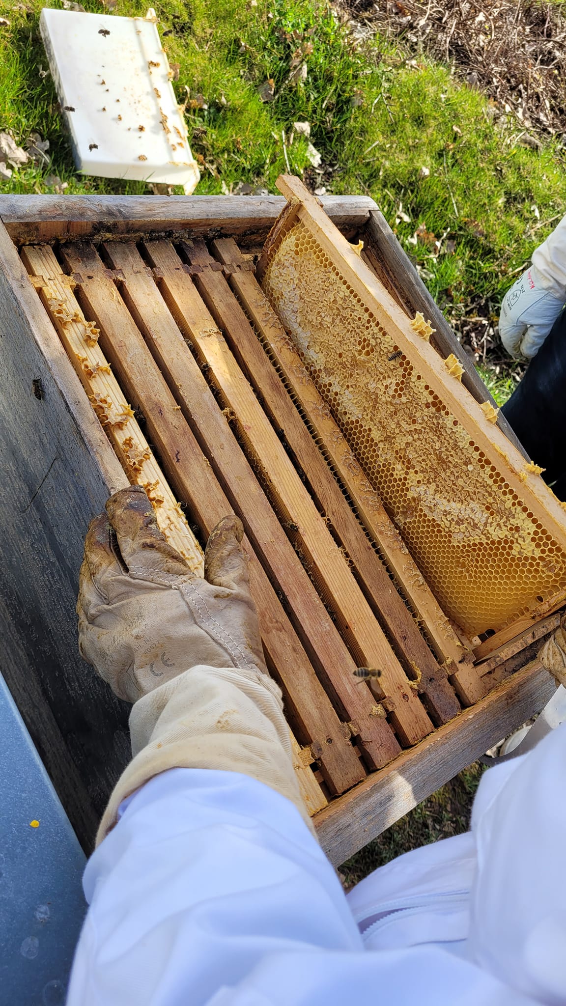 Bienenstock%20mit%20Wabe Bienenstock%20mit%20Wabe